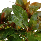 035A Ludwigia glandulosa